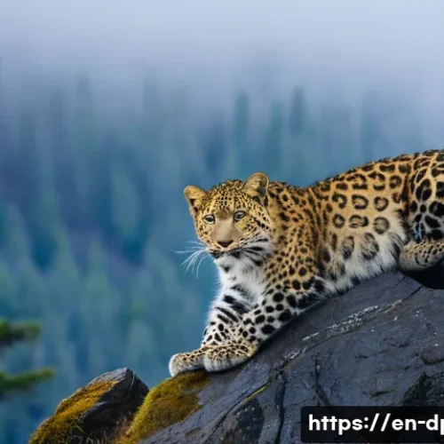 Home 32 북한의 생태계 멸종 위기 동식물 보호 - A serene mountainous forest scene showcasing an elusive Amur leopard perched gracefully on a rocky c...